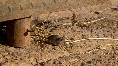 House mouse (Mus musculus) foraging for food in the backyard Stock-Footage 103565739