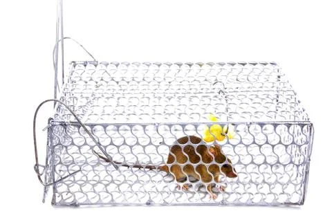 A House Mouse Trap In Mouse Trap Over White Background Stock Photos