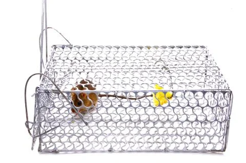 A House Mouse Trap In Mouse Trap Over White Background Foto stock