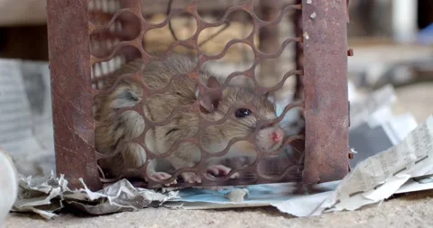 The house mouse is trapped inside the cage alone and it sniffs around the perime Stock Footage 223902909