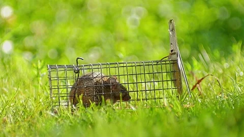 House Mouse Trapped in Mousetrap Struggling to Escape in Sunny Garden Grass Stock Footage 332144302