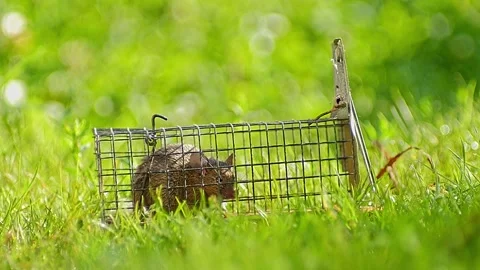 House Mouse Trapped in Mousetrap Struggling to Escape in Sunny Garden Grass Stock Footage 332144342