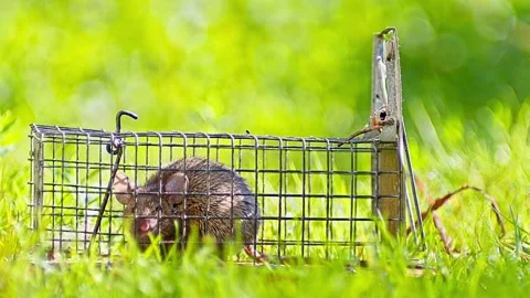 House Mouse Trapped in Mousetrap Struggling to Escape in Sunny Garden Grass Stock Footage 332144447