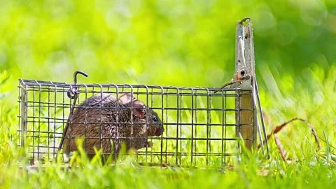 House Mouse Trapped in Mousetrap Struggling to Escape in Sunny Garden Grass Stock Footage 332144460