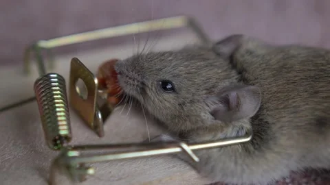 House Mouse Trapped in Spring Bar Mousetrap Stock Footage 146573866