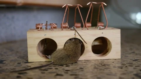 House Mouse Trapped in Spring Bar Mousetrap Stock Footage 238398599