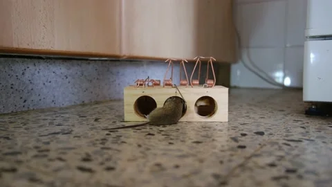 House Mouse Trapped in Spring Bar Mousetrap Stock Footage 238398606