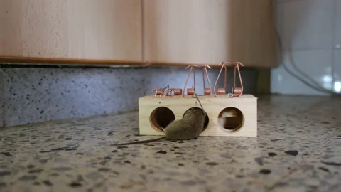 House Mouse Trapped in Spring Bar Mousetrap Stock Footage 238398623