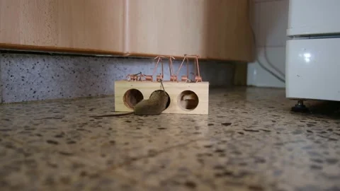House Mouse Trapped in Spring Bar Mousetrap Stock Footage 238398740