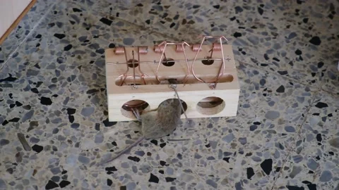House Mouse Trapped in Spring Bar Mousetrap Stock Footage 238398760