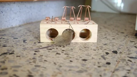 House Mouse Trapped in Spring Bar Mousetrap Stock Footage 238398821