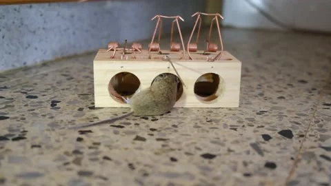 House Mouse Trapped in Spring Bar Mousetrap Stock Footage 238398921