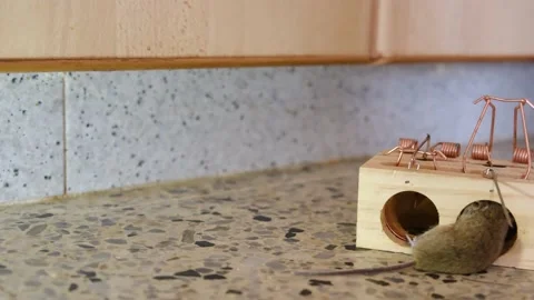 House Mouse Trapped in Spring Bar Mousetrap Stock Footage 238399244