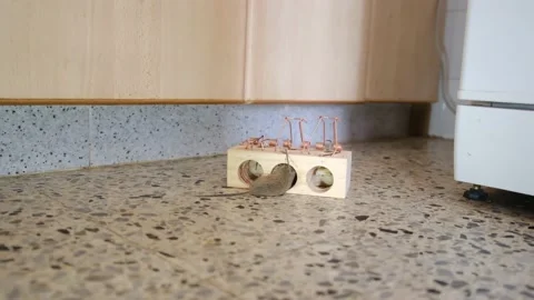 House Mouse Trapped in Spring Bar Mousetrap Vídeos de archivo 238399608