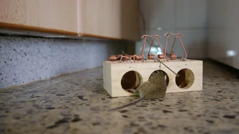 House Mouse Trapped in Spring Bar Mousetrap Stock Footage 238417181