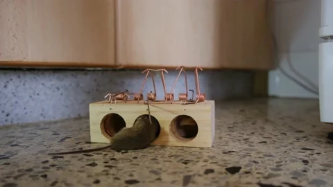 House Mouse Trapped in Spring Bar Mousetrap Vídeo Stock 238417182
