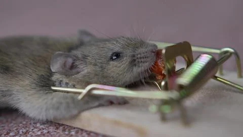 House Mouse Trapped in Spring Bar Mousetrap Stock Photos