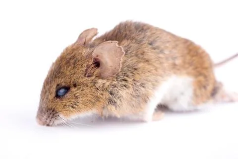 House mouse on white background Stock Photos