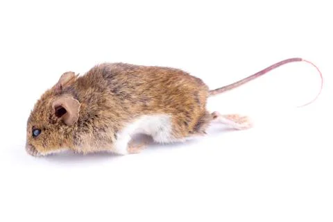 House mouse on a white background Stock Photos