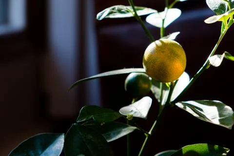 House Orange Tree in the Window Soaking up Sunlight Foto stock