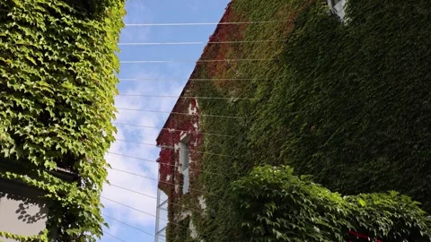 The house is overgrown with grapes Stock Footage 285647347