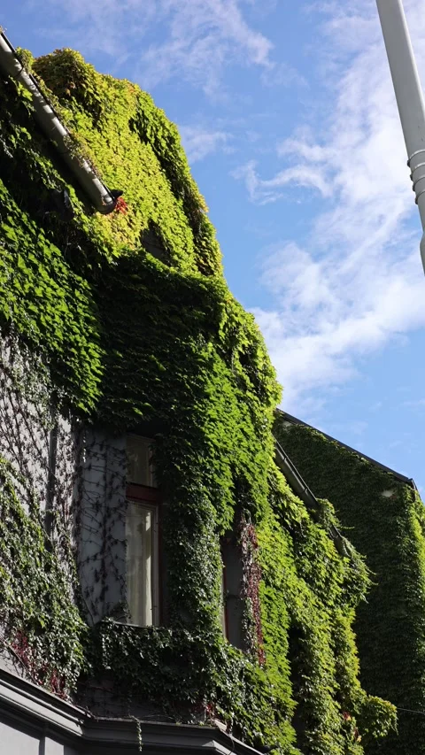 House overgrown with greenery vertical video Stock Footage 285649736