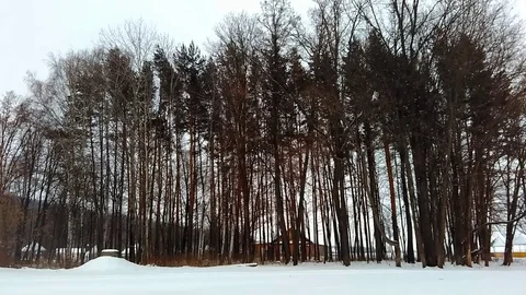 House in a pine forest 스톡 동영상 85397707