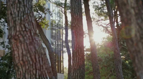 The house in pines Stock Footage 32384906