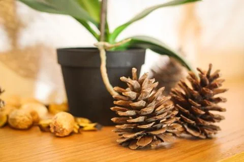 A house plant and two acorns Stock Photos