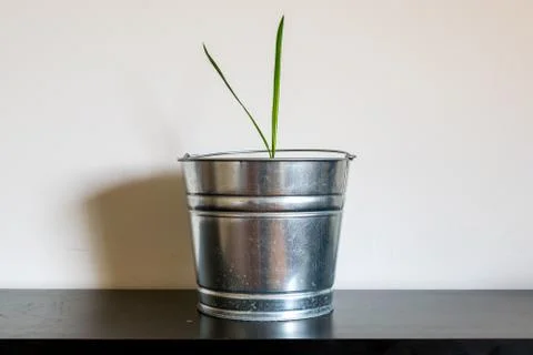 House Plant Centered (Date Palm) Stock Photos