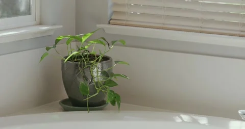 House plant in the corner of a bathroom with sunlight coming in from window Stock-Footage 301246169