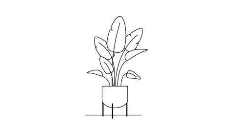 House plant in pot. 스톡 동영상 284258239