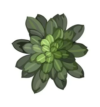 House plant top view vector illustration isolated. Illustrazione stock