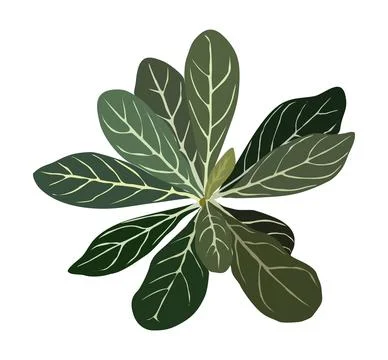 House plant top view Vector illustration isolated. Stock Illustration