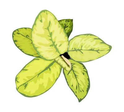 House plant top view Vector illustration isolated. Stock Illustration