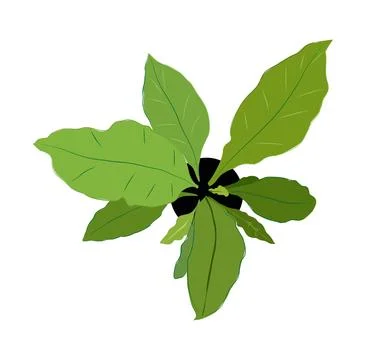 House plant top view Vector illustration isolated. Illustrazione stock