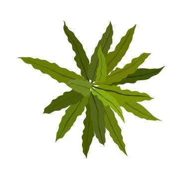 House plant top view Vector illustration isolated. Stock Illustration