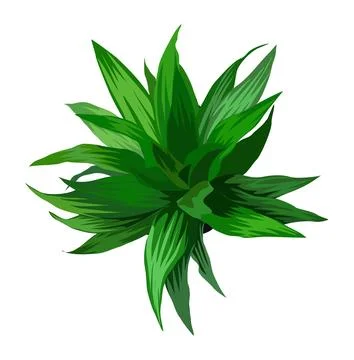 House plant top view vector isolated on white. Illustrazione stock