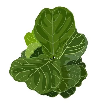 House plant top view vector isolated on white. Stock Illustration