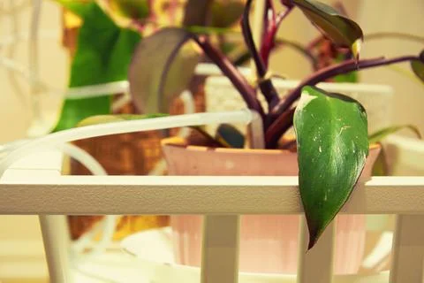 House plants with an automatic irrigation system with small pipes Stock Photos