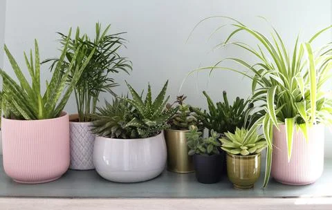 House plants display Foto stock
