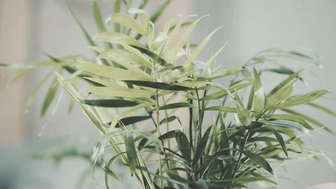 House plants Stock Footage 87285698