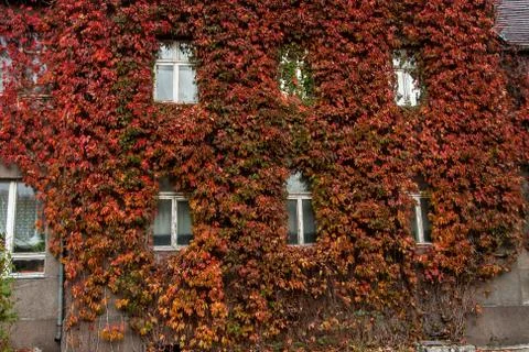 House with plants Stock Photos
