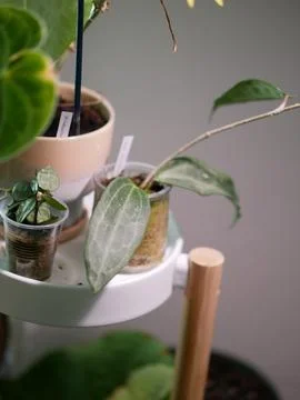 House Plants Stock Photos