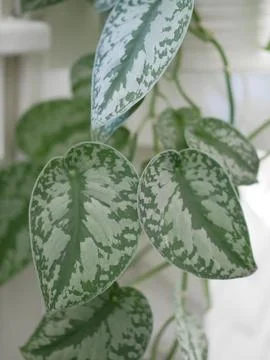 House Plants Stock Photos