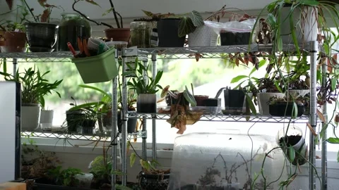 House plants on a rack Stock Footage 330223256