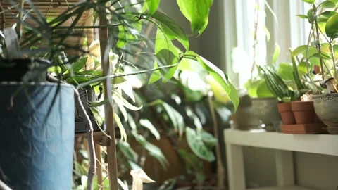 House plants on a rack Stock Footage 330223294