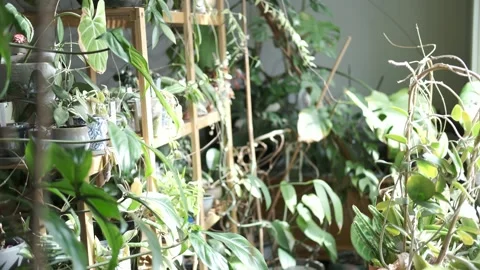 House plants on a rack Stock Footage 330223351