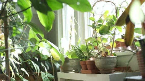 House plants on a rack Stock Footage 330223366