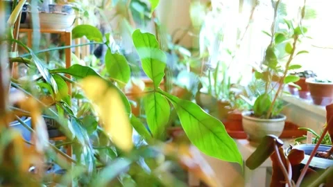 House plants sitting close to window soaking up the sun Stock Footage 247106896
